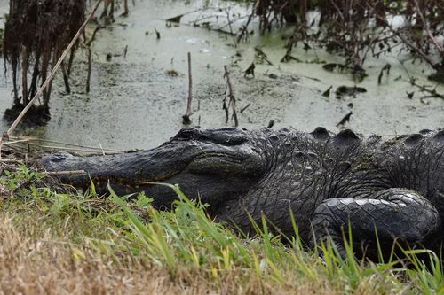 Cá sấu bơi giữa phố tại Orlando sau bão Ian