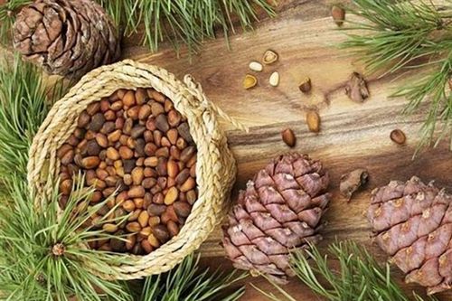Loại quả dại trước rụng đầy gốc bỗng thành đặc sản giá nửa triệu/kg