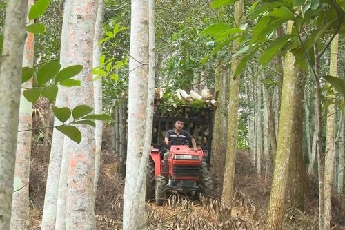 Bắc Kạn khuyến khích người dân trồng rừng mang lại lợi ích kép