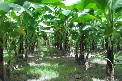 Nguyên nhân xót xa vụ thi thể cụ bà bị chôn trong vườn chuối nhà con trai