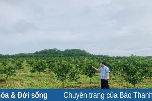 Cây ăn quả mang lại hiệu quả kinh tế ở xã Xuân Phú