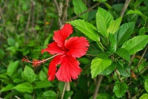 Canh dâm bụt