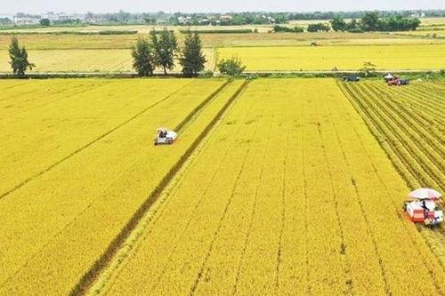 Đề xuất chuyển đổi mục đích sử dụng cả nghìn hécta đất trồng lúa