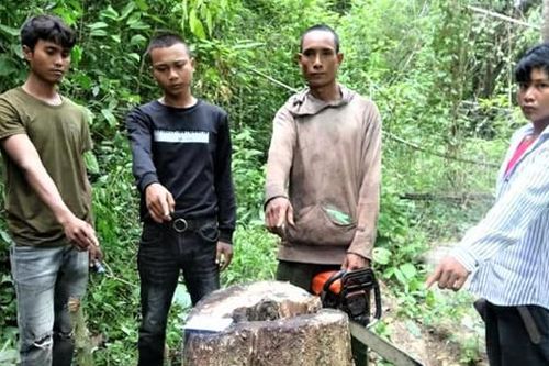 Rủ nhau vào khu bảo tồn đốn 3 cây gỗ giáng hương