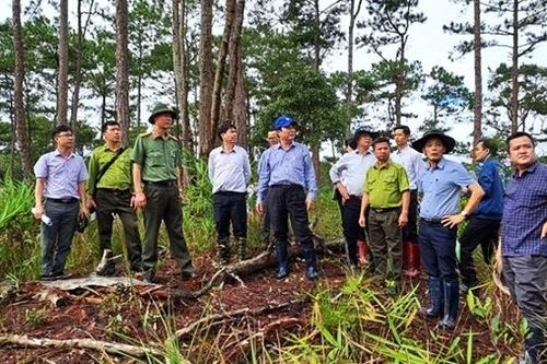 Phát hiện vụ phá rừng ở Đoàn Kinh tế quốc phòng Lâm Đồng