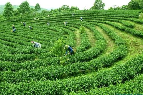 Mướt mắt với những vườn chè đẹp như tranh giữa lưng chừng núi, lưng chừng đồi