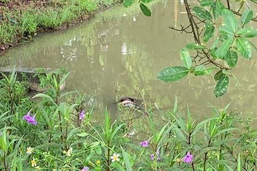 Người đàn ông tử vong dưới chân cầu Cần Thơ