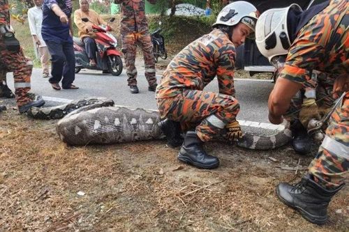 Tóm được trăn gấm khổng lồ nuốt trọn con dê ở Malaysia