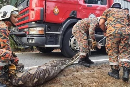 Video bắt trăn gấm khổng lồ dài 6 m nuốt trọn dê cái ở Malaysia