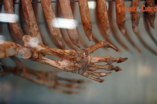 Cận cảnh bộ hài cốt 'nàng tiên cá thứ thiệt' của Việt Nam
