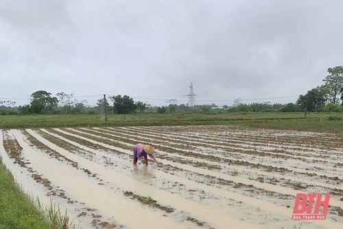 Thiệu Hóa có 37 ha cây trồng bị ngập do mưa