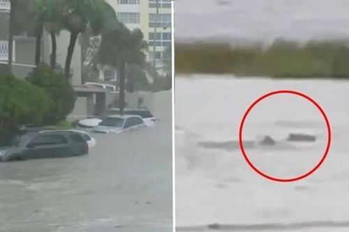 Rùng mình cảnh 'cá mập bơi trên phố' trong siêu bão Ian ở Mỹ: Xác nhận video là thật 100%!