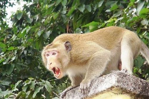 Đàn khỉ xổng chuồng, tấn công hơn chục trẻ em trên đảo Phú Quý