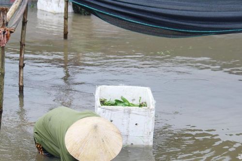 Nghệ An: Ngâm mình trong nước lũ vớt vát thu hoạch rau mùi tàu