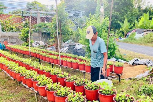 Vui buồn nghề trồng hoa Tết