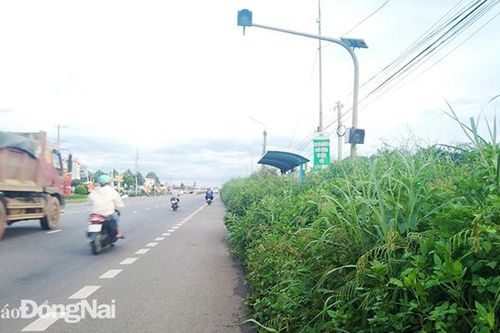 Sớm phát quang cây cỏ hành lang tuyến quốc lộ 20