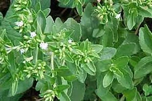 Cỏ ngọt chữa đái tháo đường, béo phì