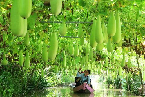 Việt Nam sẽ tôn vinh 100 nông dân xuất sắc năm 2022