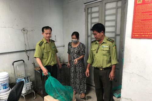 Kỳ đà hoa quý hiếm bò vào nhà dân ở TPHCM