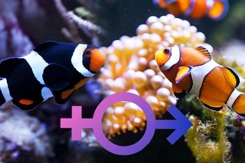 Kinh ngạc những loài động vật có khả năng tự 'chuyển giới'