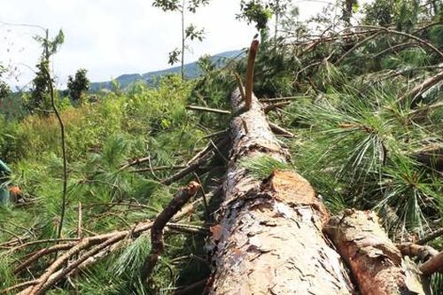 Truy tìm thủ phạm phá trắng rừng thông để chiếm đất
