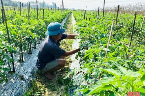 Thị xã Nghi Sơn: Mưa lớn gây thiệt hại khoảng 23,4 tỷ đồng