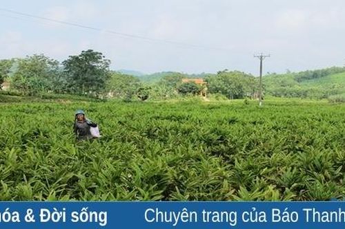 Cây 'thoát nghèo' trên đất Cán Khê