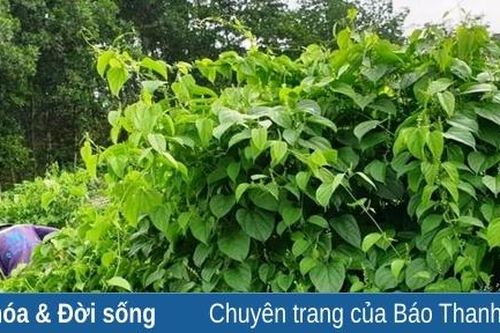Hiện thực hóa giấc mơ đưa cây sachi lên đồi dốc
