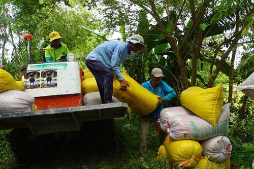 Nông dân khẩn trương thu hoạch lúa thu đông