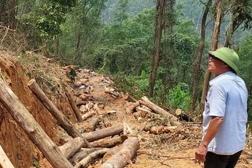 Khai thác trái phép gỗ rừng trồng phòng hộ, một nông dân bị 'tuýt còi'
