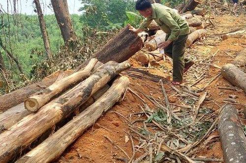 Bị xử phạt vì ngang nhiên khai thác gỗ rừng trồng phòng hộ