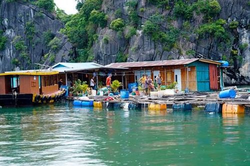 Hải Phòng: Hết 31/12 phải hoàn thành tháo dỡ lồng nuôi cá trên vịnh Cát Bà