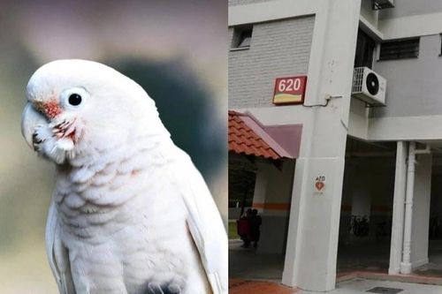 Phải bán căn hộ vì con vẹt nhà hàng xóm quá ồn ào