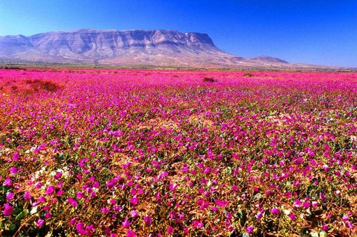Công viên hoa sa mạc ở Chile