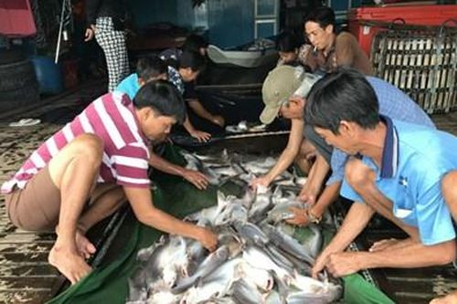 Lũ về thu vén 'lộc trời'