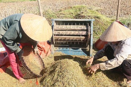 Nông dân Tương Dương 'cướp nắng' thu hoạch lúa