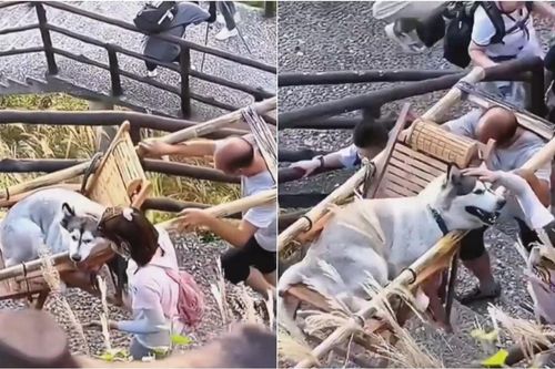 Xôn xao clip dắt chó Husky đi leo núi nhưng sợ chó mệt, cô gái thuê hẳn 2 người kiệu chó đi 'xem hoa'