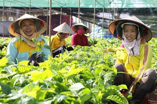 Thúc đẩy nông nghiệp tái sinh, giảm phát thải khí nhà kính và cải thiện sinh kế của nông dân