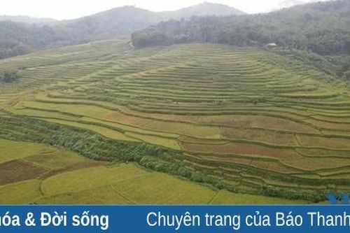 'Mùa vàng' Yên Thắng