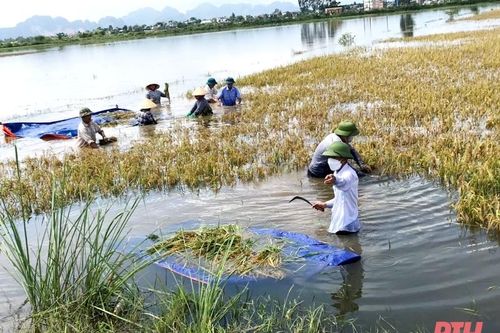 Hội viên nông dân huyện Đông Sơn giúp bà con thu hoạch lúa bị ngập sau mưa bão