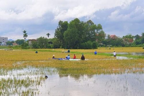 Thanh Hóa: Dầm mình gặt lúa giúp dân