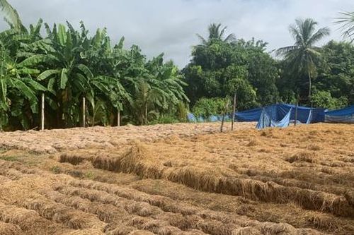 Thứ phế phẩm chất đầy đồng, thường phải đốt bỏ giúp nông dân thu trăm triệu