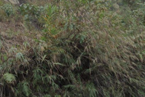 Phát hiện thi thể phân hủy trơ xương trong bụi cây
