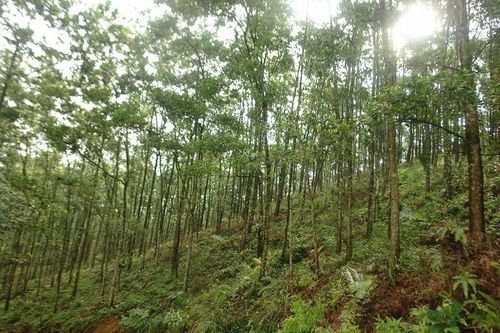 Đi bắt ong, người dân phát hiện thi thể đang phân hủy
