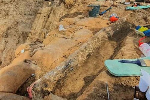 Đào được tàn tích siêu quái vật cổ đại 13 tấn bị loài người khác 'hạ thủ'