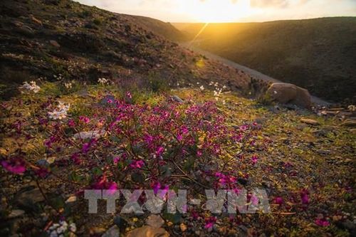 Chile: Kỳ thú hiện tượng 'sa mạc nở hoa'