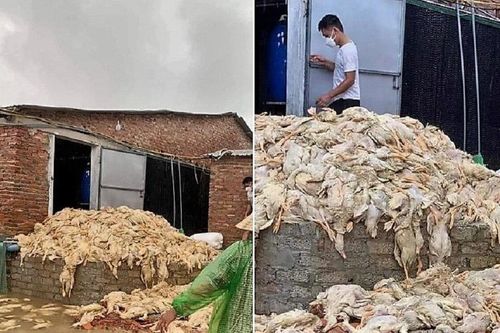 Thực hư thông tin 60.000 con vịt bị 'chết đuối' do mưa lũ ở Nghệ An