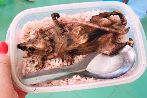 Xử phạt Giám đốc đăng tin sai sự thật về học sinh ăn cơm với thịt chuột