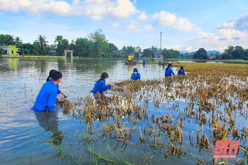 Toàn tỉnh đã thu hoạch được hơn 100.000 ha lúa thu mùa