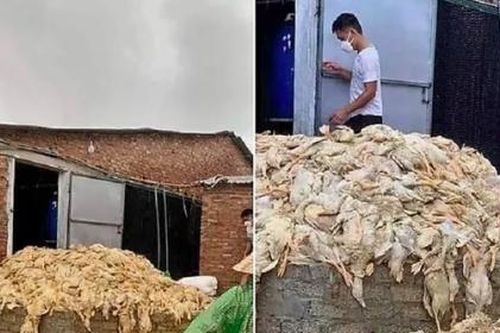 Bác thông tin đàn vịt 6 vạn con bị lũ cuốn ở Nghệ An
